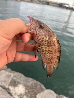 オオモンハタの釣果
