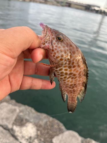 オオモンハタの釣果