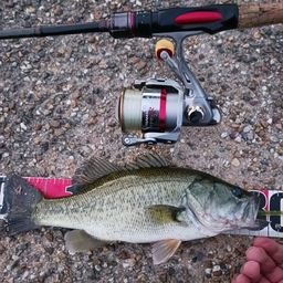 ラージマウスバス