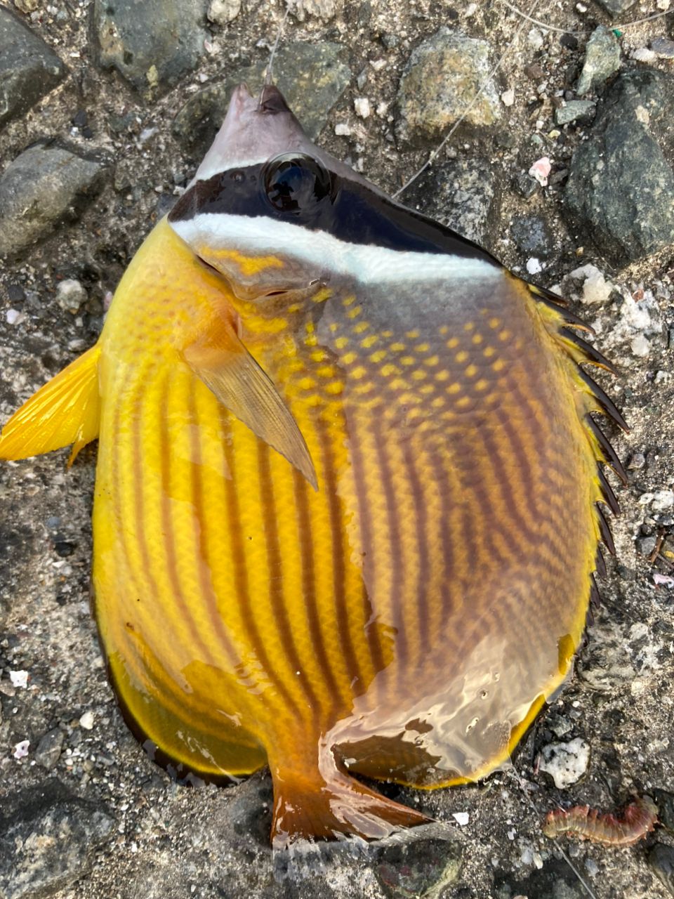 チョウチョウウオ
