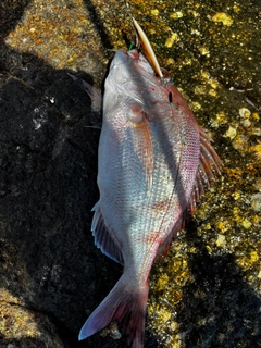 チャリコの釣果