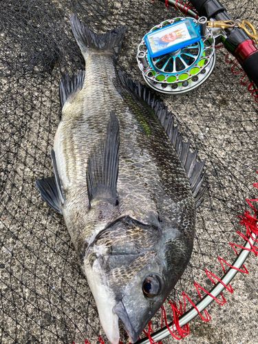 チヌの釣果