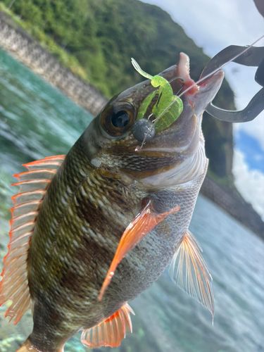 釣果
