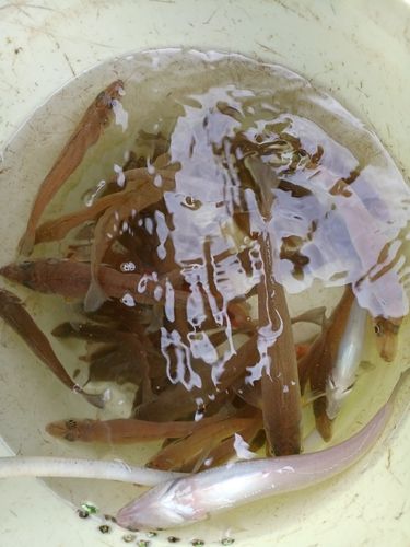 シロギスの釣果