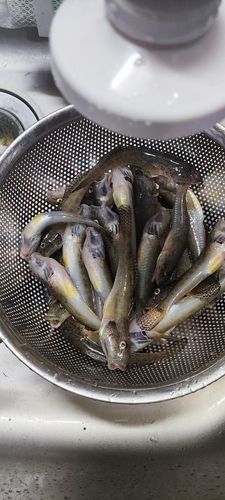 ハゼの釣果