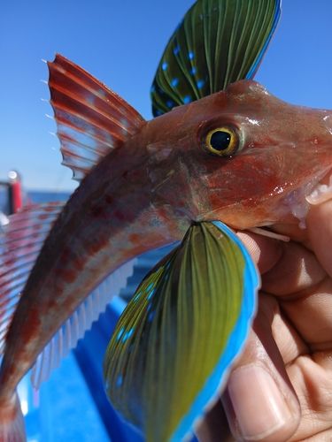 ホウボウの釣果