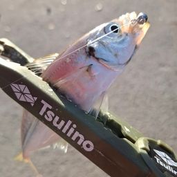 アジ