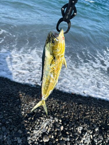ワカシの釣果