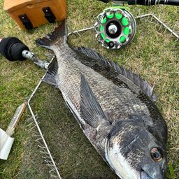クロダイ