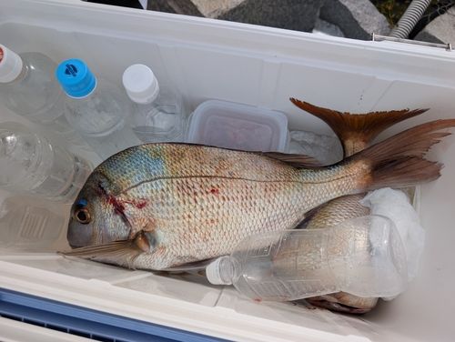 チヌの釣果