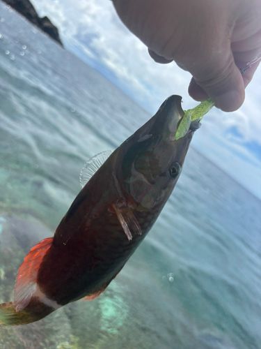 釣果
