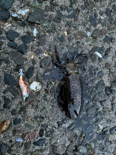 アオリイカの釣果