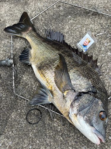 クロダイの釣果