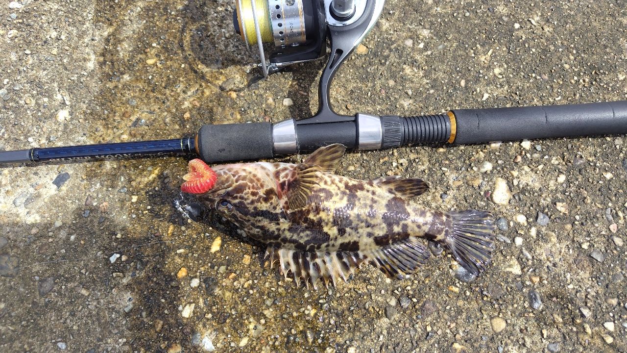 タケノコメバル