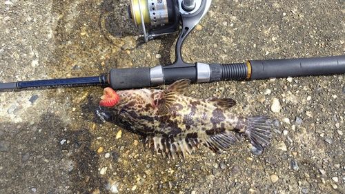 タケノコメバルの釣果