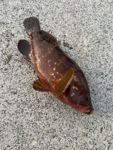 キジハタの釣果