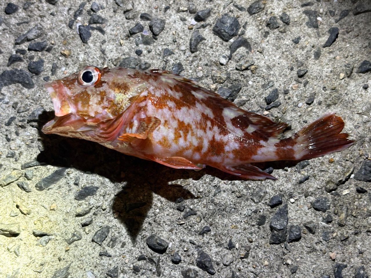 カサゴ