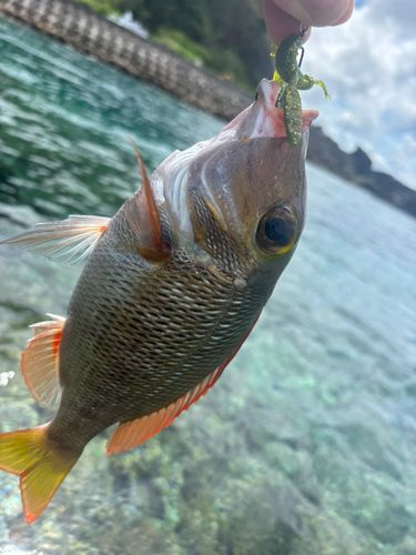 釣果