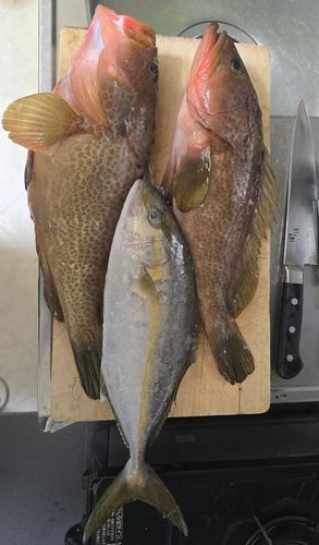 アコウの釣果