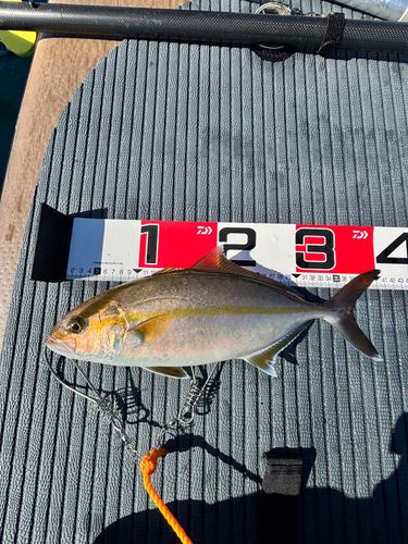 ショゴの釣果