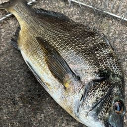 クロダイ