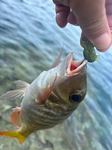 釣果