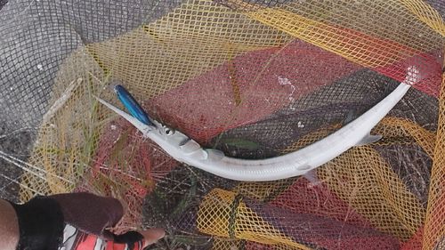 ダツの釣果