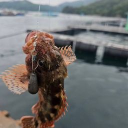 カサゴ