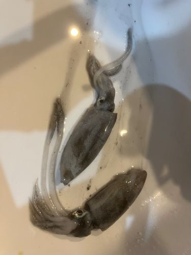 燧灘