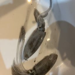 アオリイカ