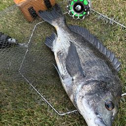 クロダイ