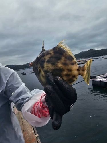 カワハギの釣果