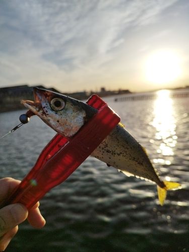 サバの釣果