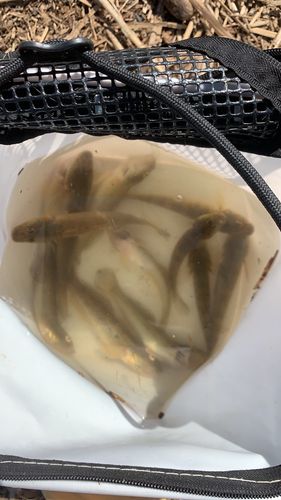 涸沼