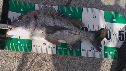 クロダイの釣果