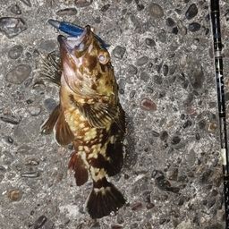 カサゴ