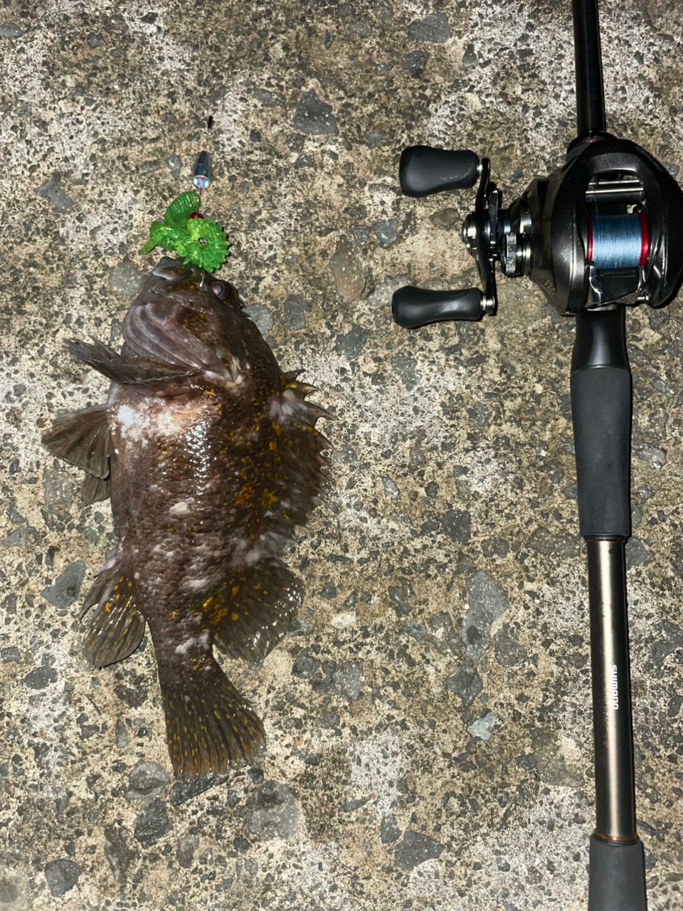 カサゴ