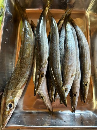 カマスの釣果