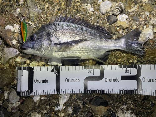 チヌの釣果