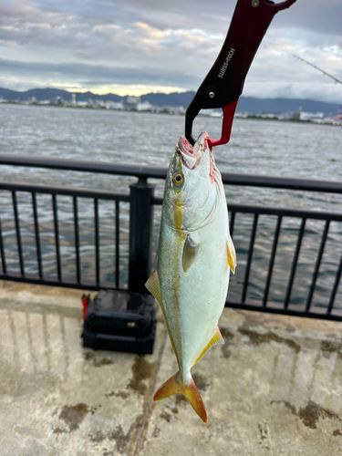 サゴシの釣果