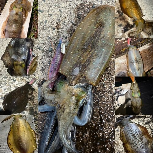 アオリイカの釣果