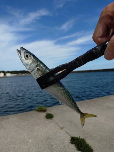 サバの釣果