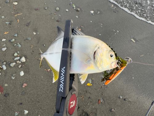 メッキの釣果