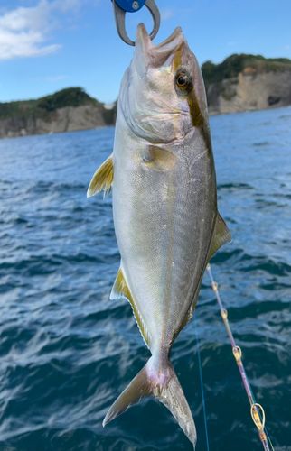 カンパチの釣果