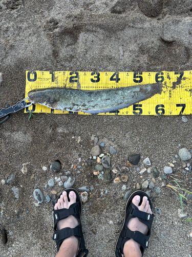 ナマズの釣果