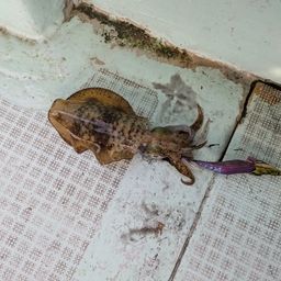 アオリイカ