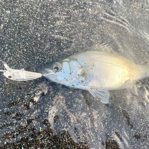 セイゴ（ヒラスズキ）の釣果