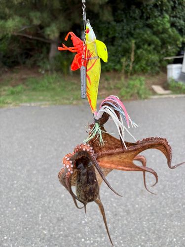 マダコの釣果