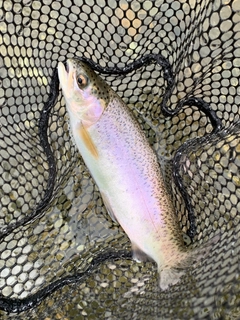 ニジマスの釣果