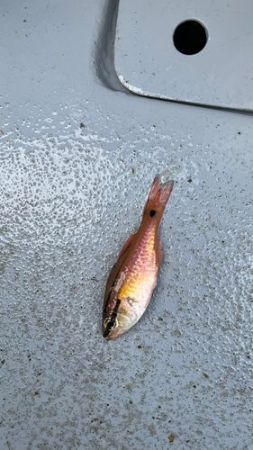 ネンブツダイの釣果